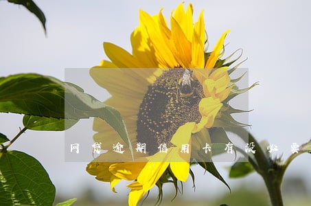 网贷逾期信用卡有没必要再养 网贷逾期信用卡有没必要再养