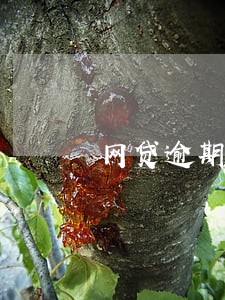 网贷逾期信用卡申请不了 网贷逾期信用卡申请不了