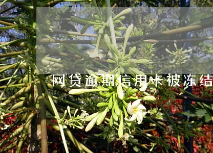 网贷逾期信用卡被冻结算黑户 网贷逾期信用卡被冻结算黑户