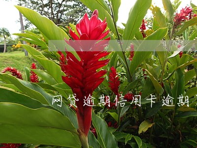 网贷逾期信用卡逾期了电话停机了