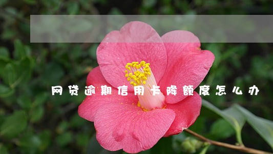 网贷逾期信用卡降额度怎么办 网贷逾期信用卡降额度怎么办