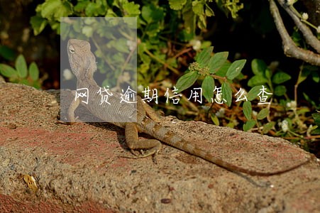 网贷逾期信用怎么查 网贷逾期信用怎么查