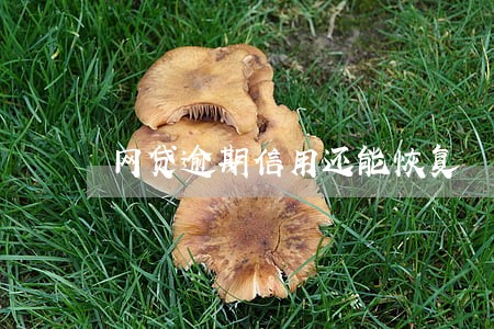 网贷逾期信用还能恢复 网贷逾期信用还能恢复
