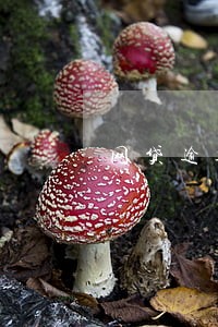 网贷逾期俩月自称律师