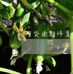 网贷逾期修复教程 网贷逾期修复教程