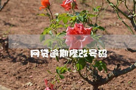 网贷逾期修改号码 网贷逾期修改号码