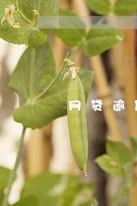 网贷逾期借呗