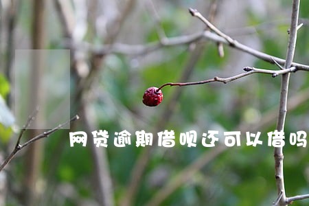 网贷逾期借呗还可以借吗 网贷逾期借呗还可以借吗