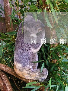 网贷逾期借呗还能用嘛