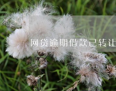 网贷逾期借款已转让要不要还 网贷逾期借款已转让要不要还