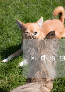 网贷逾期债务