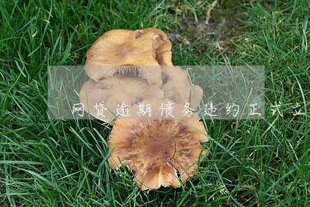 网贷逾期债务违约正式立案 网贷逾期债务违约正式立案