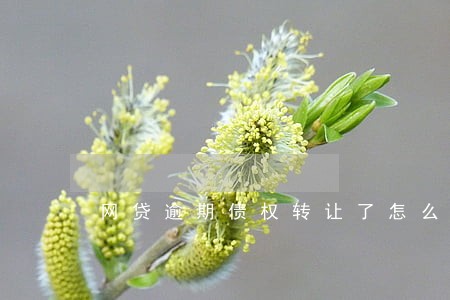 网贷逾期债权转让了怎么还款 网贷逾期债权转让了怎么还款