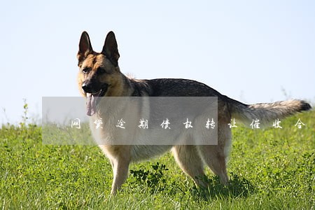 网贷逾期债权转让催收合法么 网贷逾期债权转让催收合法么
