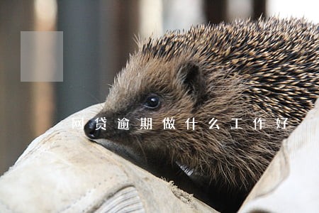 网贷逾期做什么工作好 网贷逾期做什么工作好