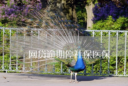 网贷逾期停社保医保