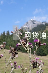 网贷逾期催债人上门催债违法吗 网贷逾期催债人上门催债违法吗