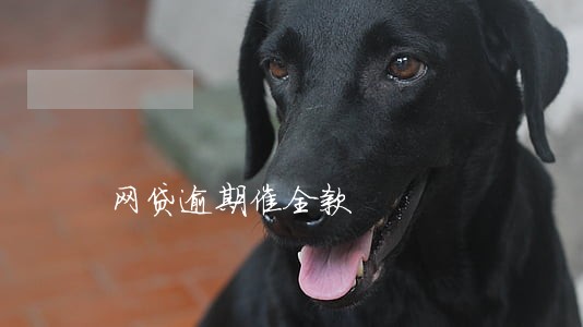 网贷逾期催全款 网贷逾期催全款