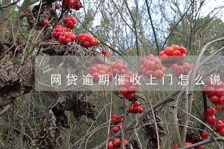 网贷逾期催收上门怎么说 网贷逾期催收上门怎么说