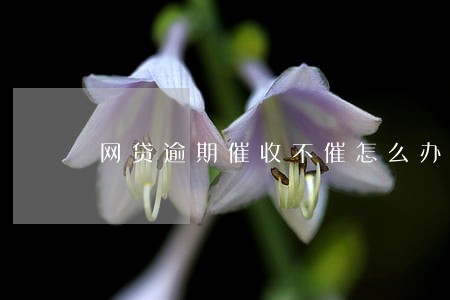 网贷逾期催收不催怎么办 网贷逾期催收不催怎么办