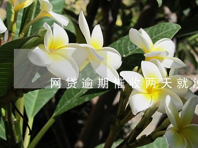 网贷逾期催收两天就没催了