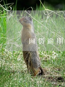 网贷逾期催收人员说把案件交到诉讼科 网贷逾期催收人员说把案件交到诉讼科