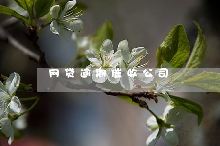 网贷逾期催收公司 网贷逾期催收公司