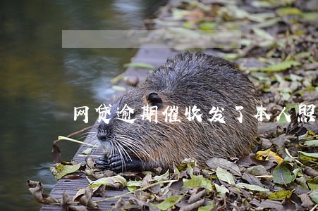 网贷逾期催收发了本人照片 网贷逾期催收发了本人照片
