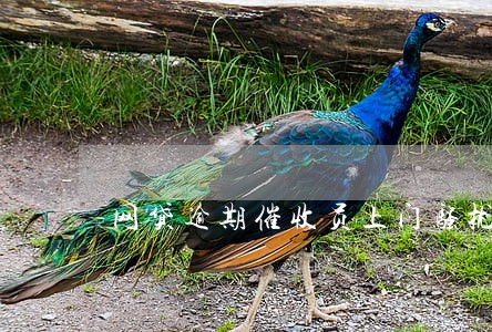 网贷逾期催收员上门骚扰 网贷逾期催收员上门骚扰