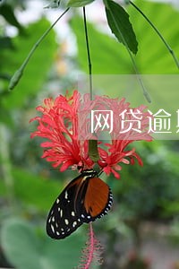 网贷逾期催收回复