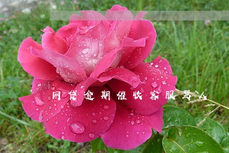 网贷逾期催收客服骂人 网贷逾期催收客服骂人