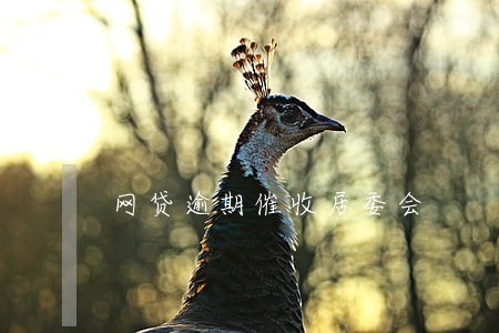 网贷逾期催收居委会 网贷逾期催收居委会
