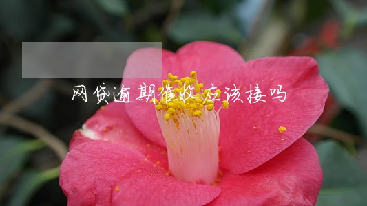 网贷逾期催收应该接吗