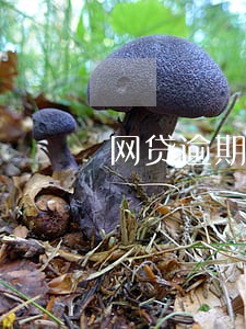 网贷逾期催收恐吓我钱还不还 网贷逾期催收恐吓我钱还不还