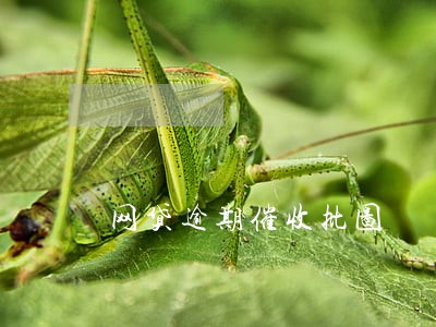 网贷逾期催收批图 网贷逾期催收批图