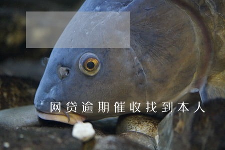 网贷逾期催收找到本人 网贷逾期催收找到本人