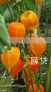 网贷逾期催收电话怎么办 网贷逾期催收电话怎么办