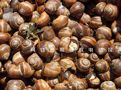 网贷逾期催收电话投诉 网贷逾期催收电话投诉