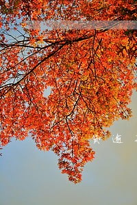 网贷逾期催收电话接通不说话 网贷逾期催收电话接通不说话