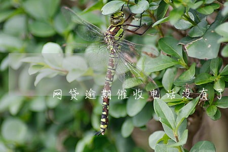 网贷逾期催收电话没有了 网贷逾期催收电话没有了
