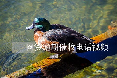 网贷逾期催收电话视频 网贷逾期催收电话视频
