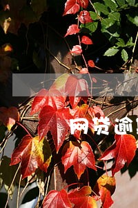 网贷逾期催收短信退订回T 网贷逾期催收短信退订回T