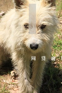 网贷逾期催收联系村委犯法吗 网贷逾期催收联系村委犯法吗
