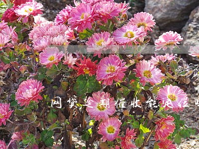 网贷逾期催收能定位吗