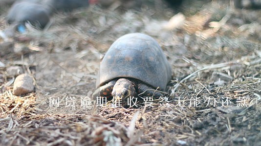 网贷逾期催收要签无能力还款 网贷逾期催收要签无能力还款