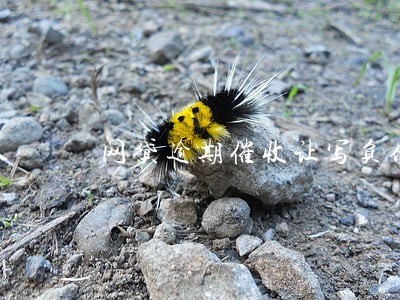 网贷逾期催收让写负债情况 网贷逾期催收让写负债情况