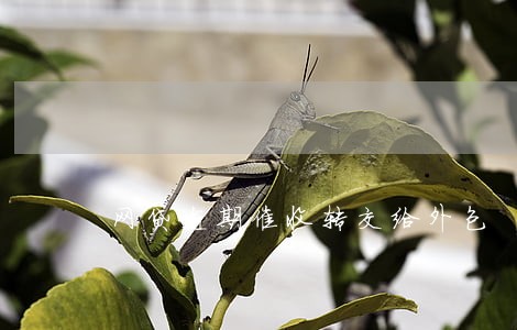 网贷逾期催收转交给外包 网贷逾期催收转交给外包