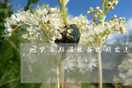 网贷逾期催收骚扰朋友怎么办 网贷逾期催收骚扰朋友怎么办