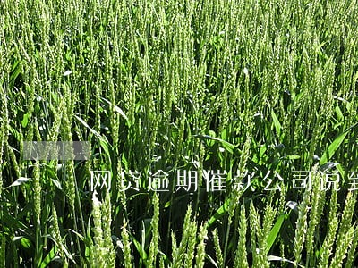 网贷逾期催款公司说到家催款 网贷逾期催款公司说到家催款