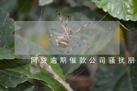 网贷逾期催款公司骚扰朋友 网贷逾期催款公司骚扰朋友